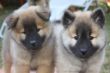 8. Woche Bash-Nala und Belea von der Hohenloher Ebene