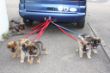 8. Woche Schlittenhunde Training von der Hohenloher Ebene