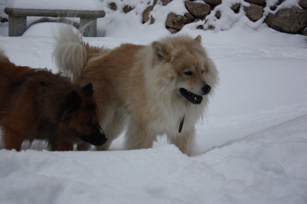 Balou Aslan vom Pomeranzengarten Balou Aslan vom Pomeranzengarten